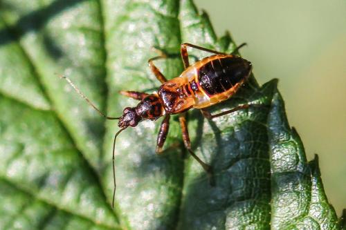 Réf. 325 402 : Himacerus mirmicoides